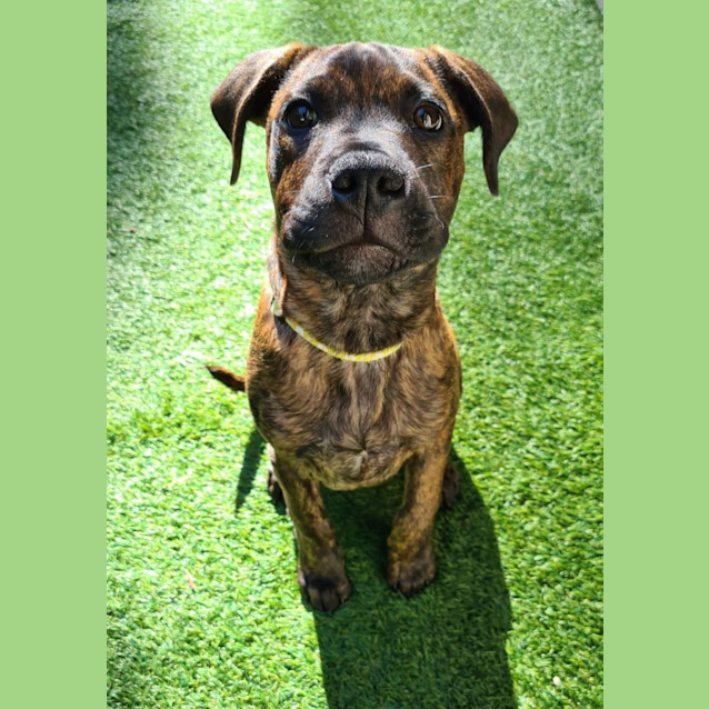 Photo of Dodger