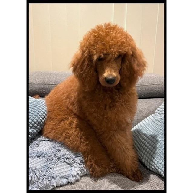Photo of Tikka