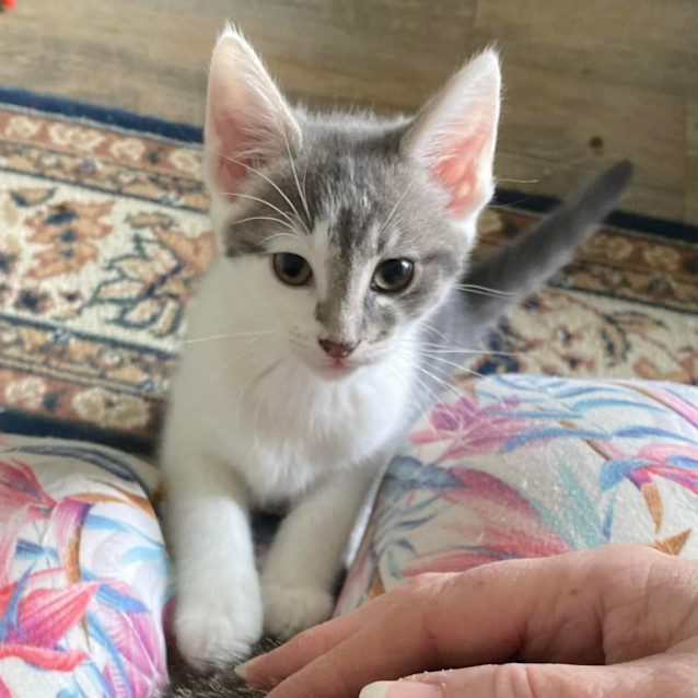 Photo of Snickerdoodle