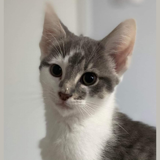 Photo of Snickerdoodle