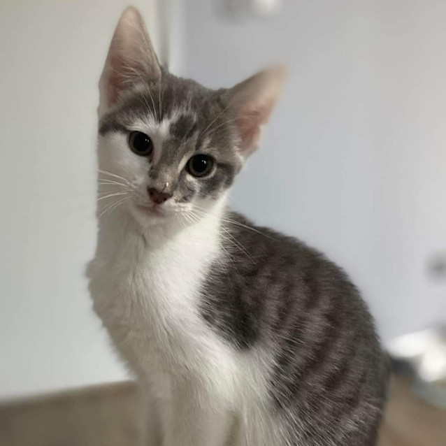 Photo of Snickerdoodle