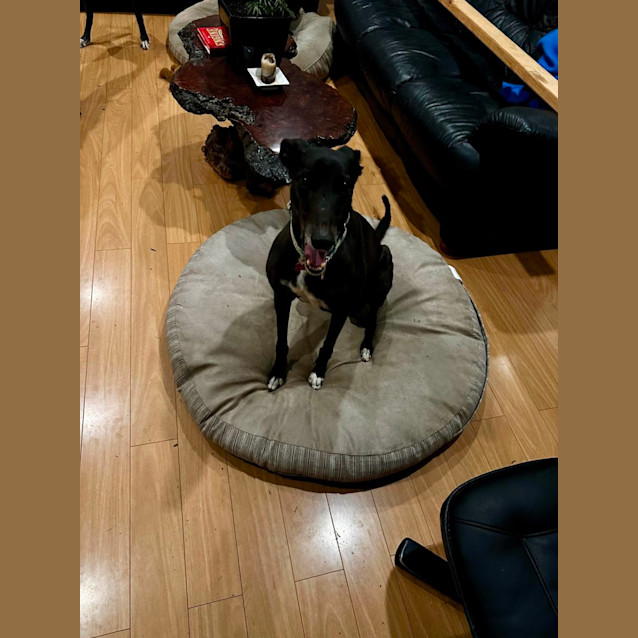 Photo of Sooty The Small Greyhound