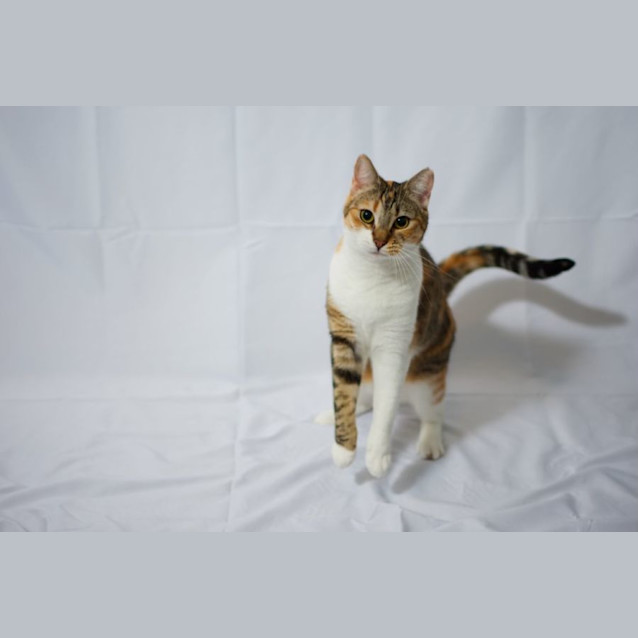 Photo of Paisley 