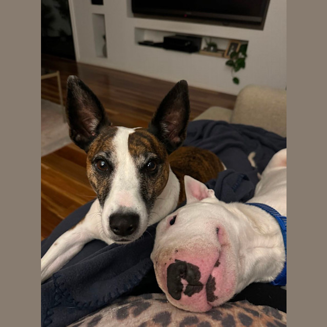 Photo of Porkchop
