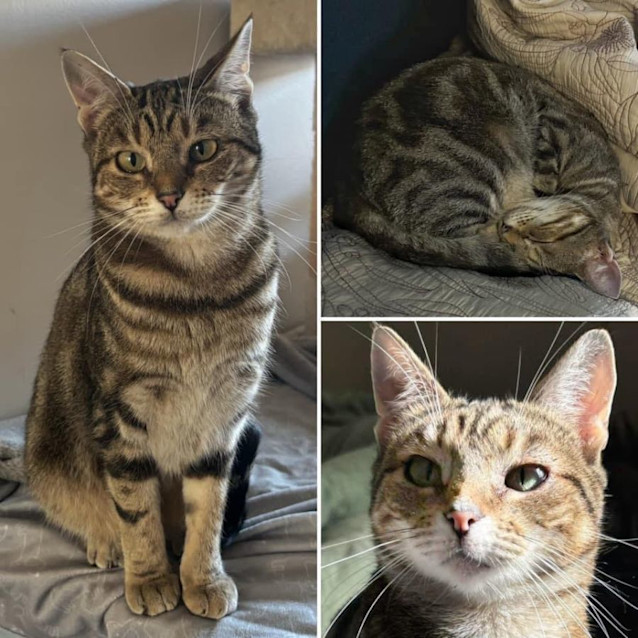 Photo of 10471   Iris