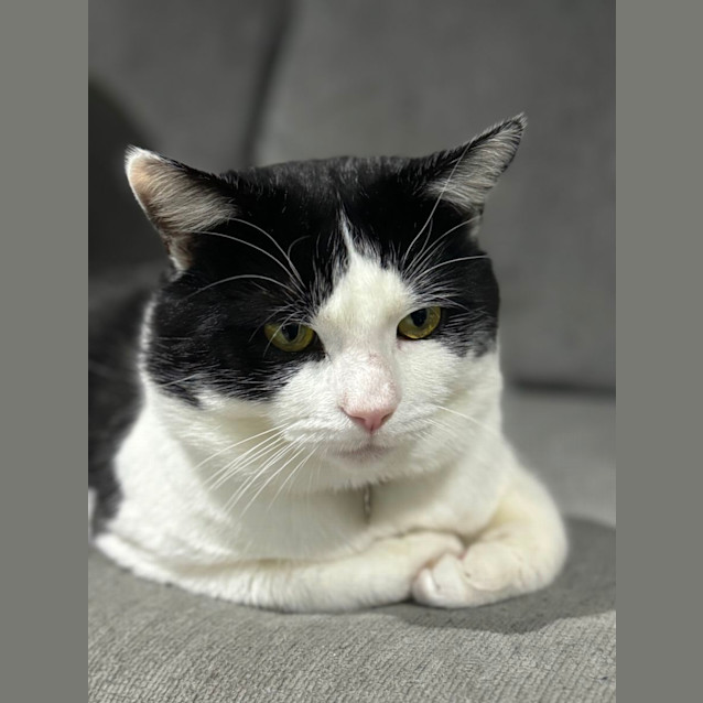 Photo of Sid 🩵💙