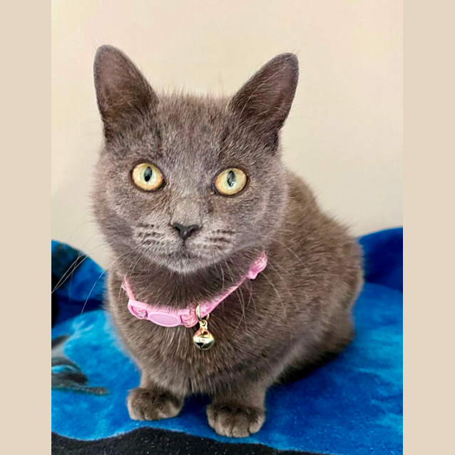 Photo of Penguin 💞🐧