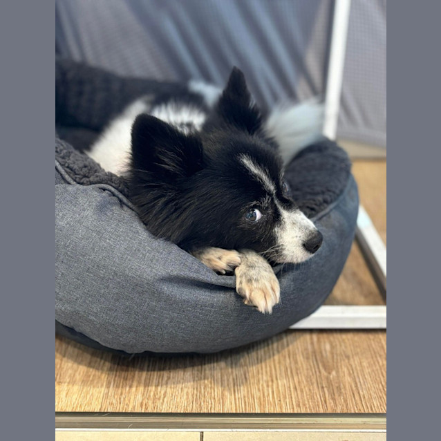 Photo of Charlee