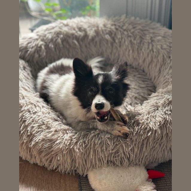 Photo of Charlee