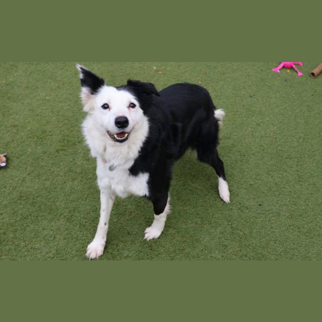 Photo of Louie
