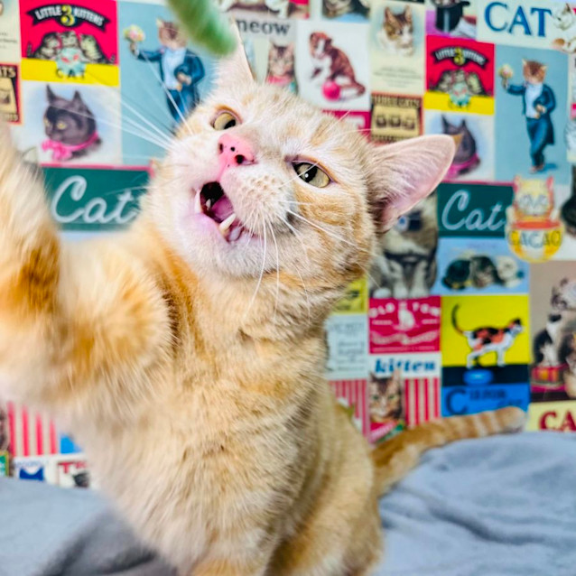 Photo of Rufus   Located In Preston