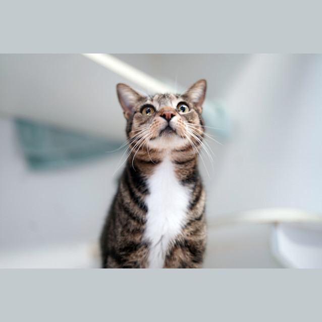 Photo of Felix