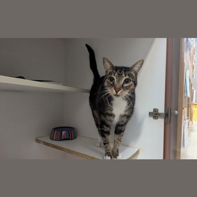 Photo of Felix