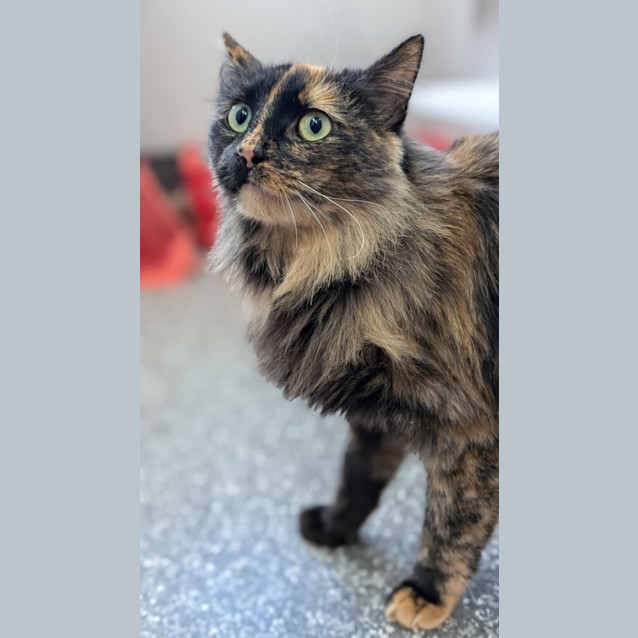 Photo of Nibbles