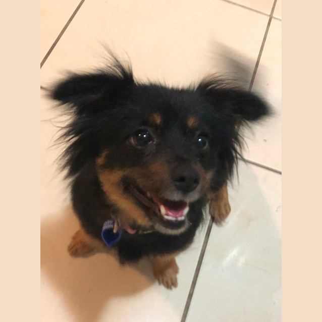 Photo of Joellie   19 Month Old Pomeranian X (Hold)