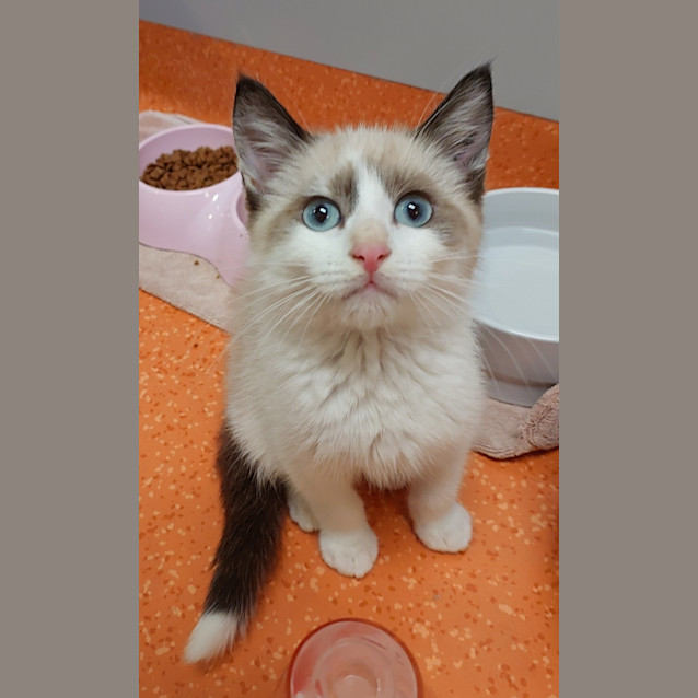 Photo of Caramel