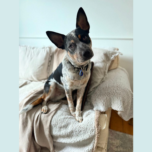 Photo of Billy   11 Month Old Cattle Dog X (Trial)