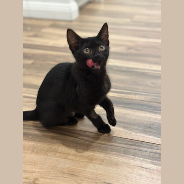 Photo of 🍫🍒 Cherry Ripe 🍒🍫