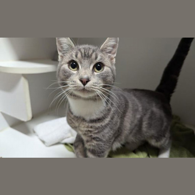 Photo of Pepper