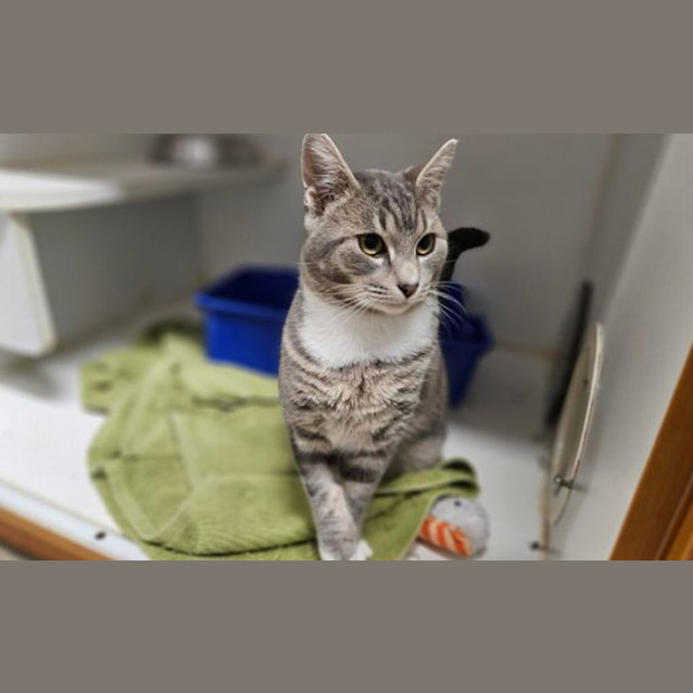Photo of Pepper