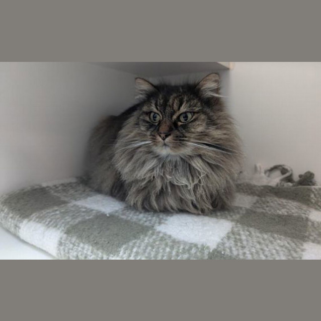 Photo of Pom Pom 