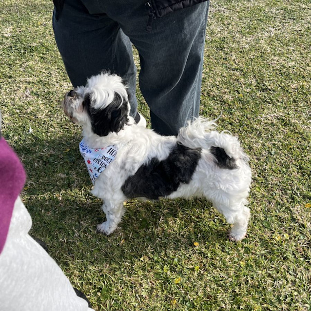 Photo of Daisy 🌼Shih Tzu X Maltese (On Trial 12/7/24)