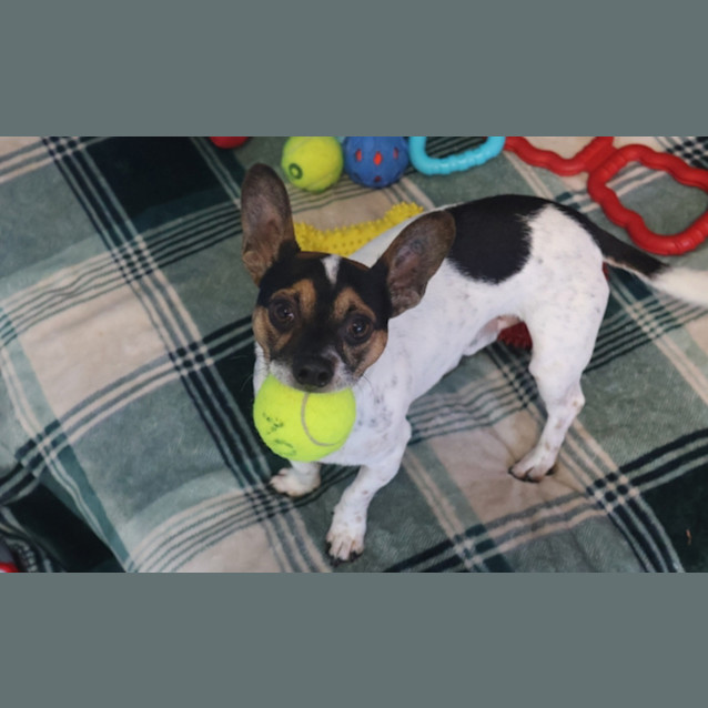 Photo of Bandit