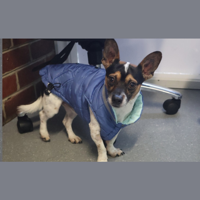 Photo of Bandit