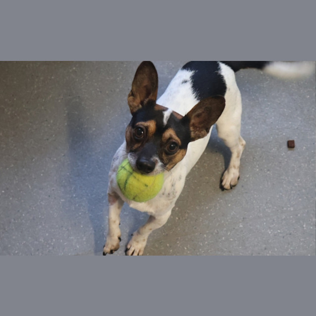 Photo of Bandit