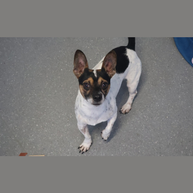 Photo of Bandit