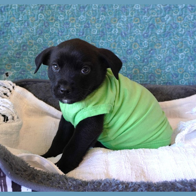 Photo of Thor