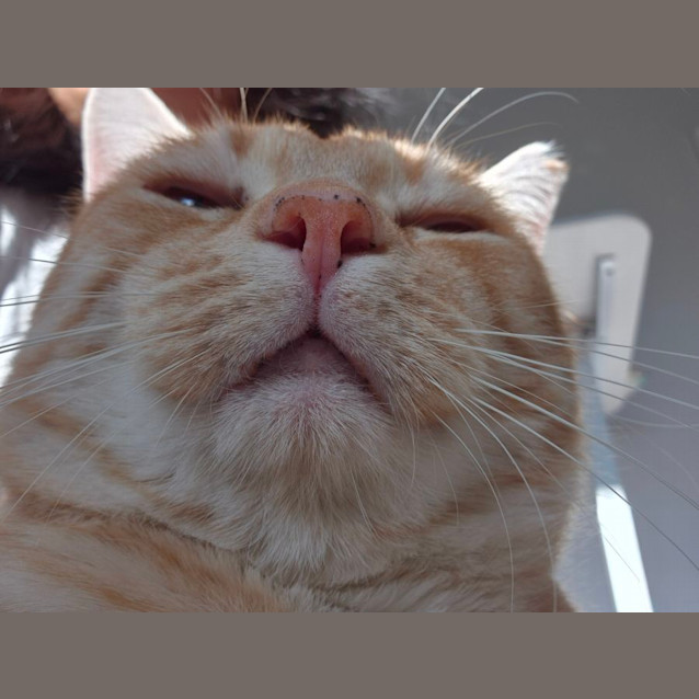 Photo of Champagne Charlie