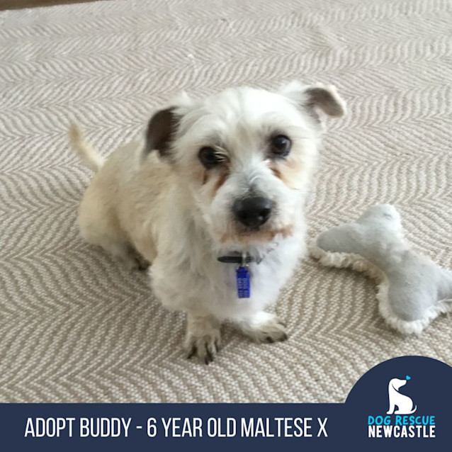 Photo of Buddy   6 Year Old Maltese X (Trial)