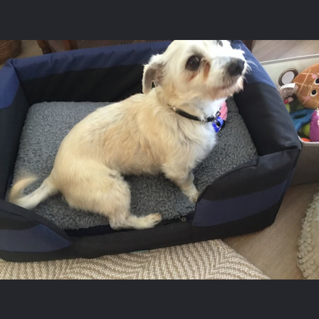 Photo of Buddy   6 Year Old Maltese X (Trial)