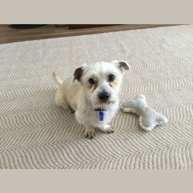 Photo of Buddy   6 Year Old Maltese X (Trial)