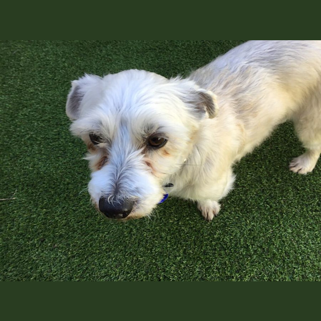 Photo of Buddy   6 Year Old Maltese X (Trial)