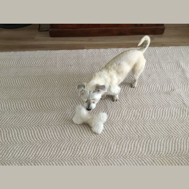 Photo of Buddy   6 Year Old Maltese X (Trial)