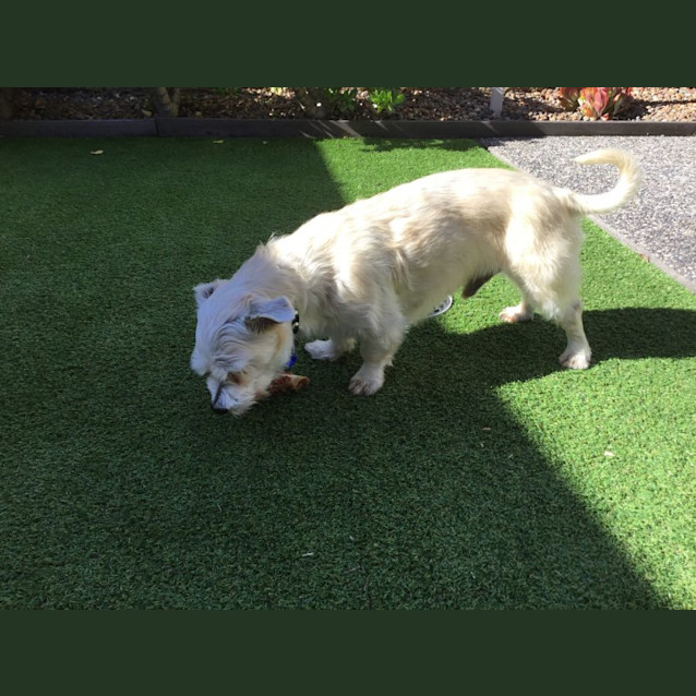 Photo of Buddy   6 Year Old Maltese X (Trial)