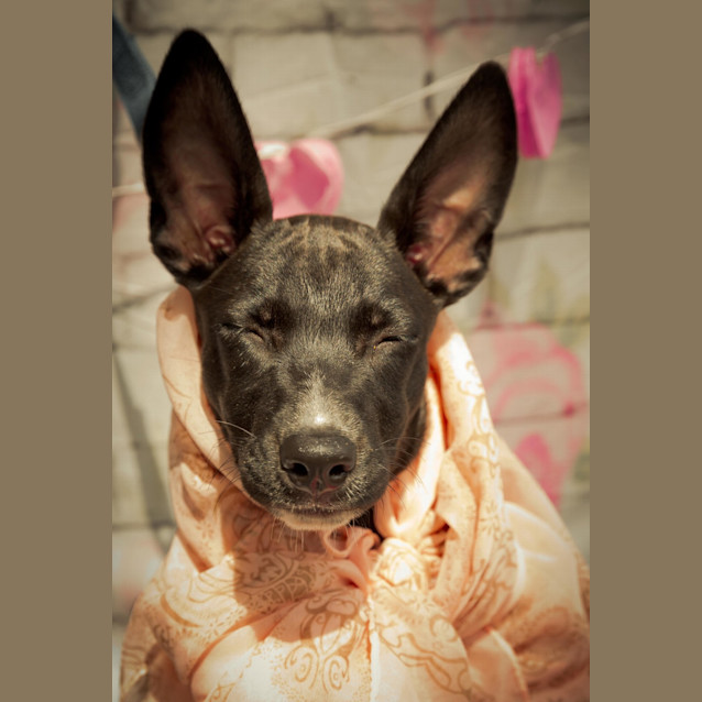 Photo of Amelia