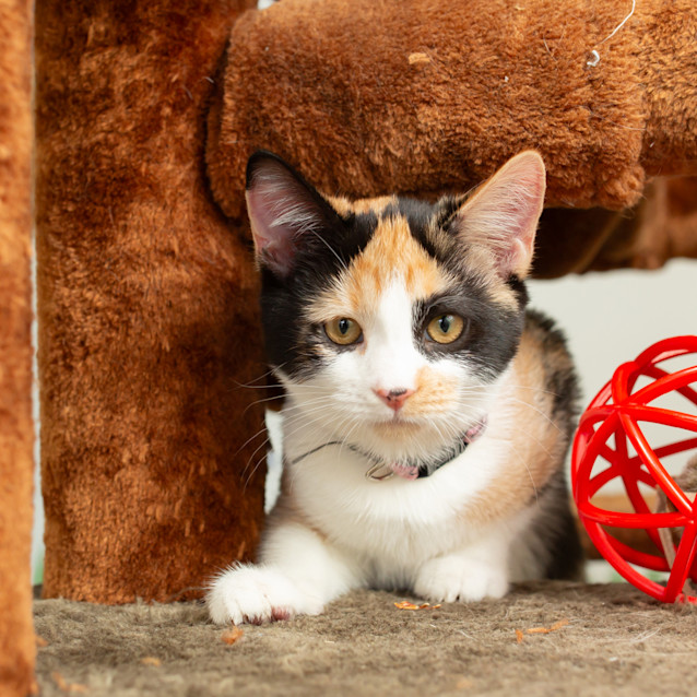 Photo of Rose'( Pink Collar)