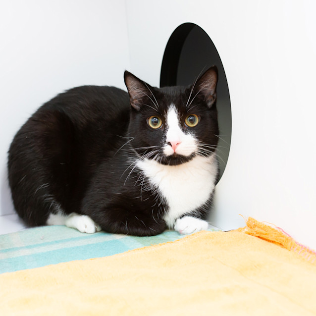 Photo of Morpheus (Previously Scarpetta)