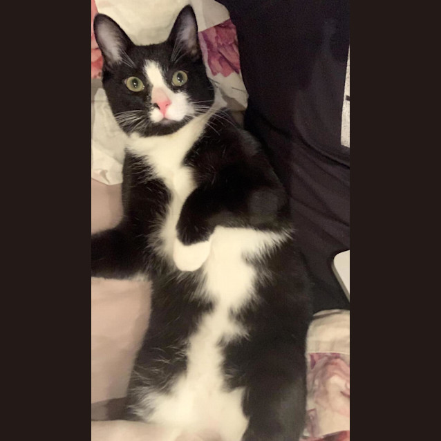 Photo of Morpheus (Previously Scarpetta)