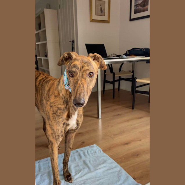 Photo of Bobby The Greyhound