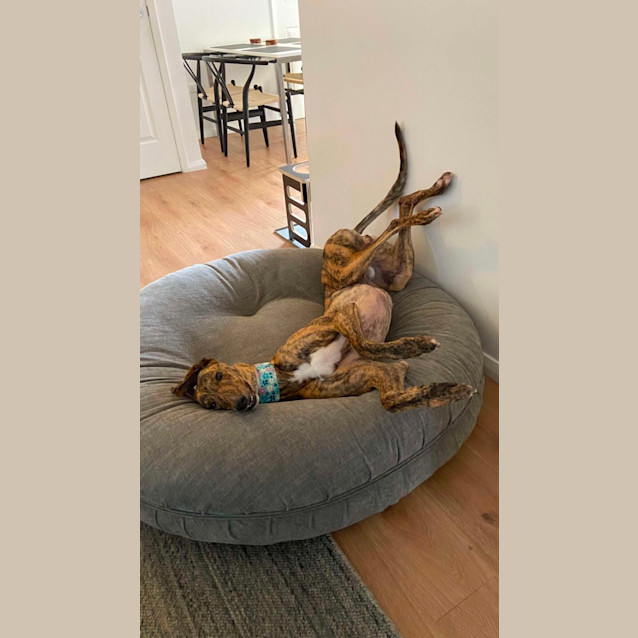 Photo of Bobby The Greyhound