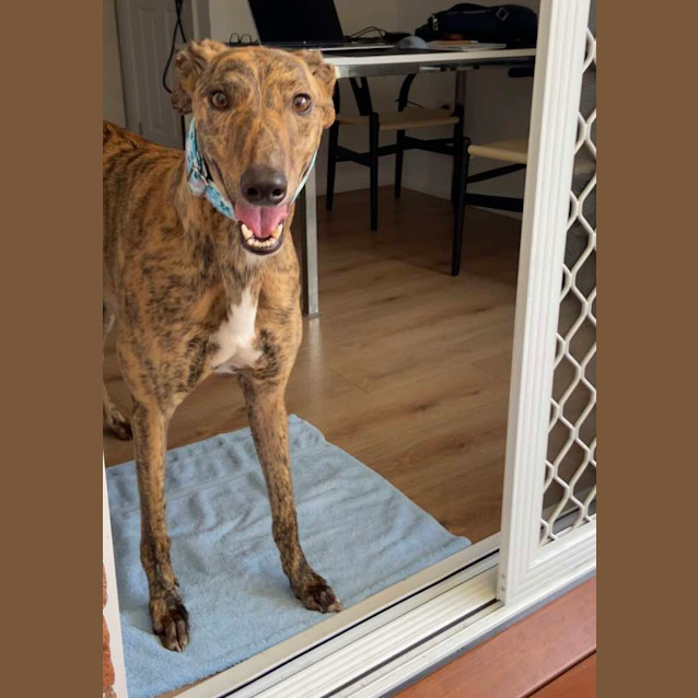 Photo of Bobby The Greyhound