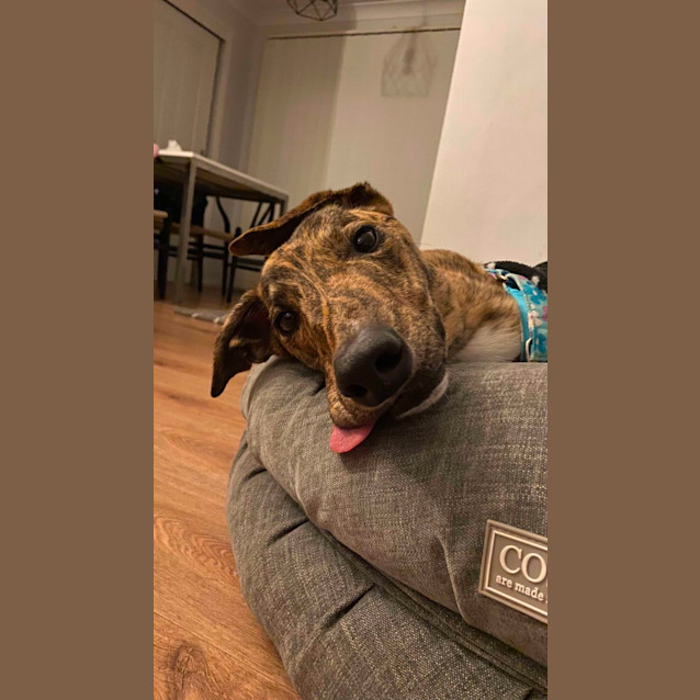 Photo of Bobby The Greyhound