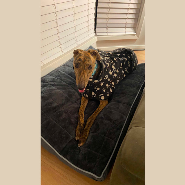 Photo of Bobby The Greyhound