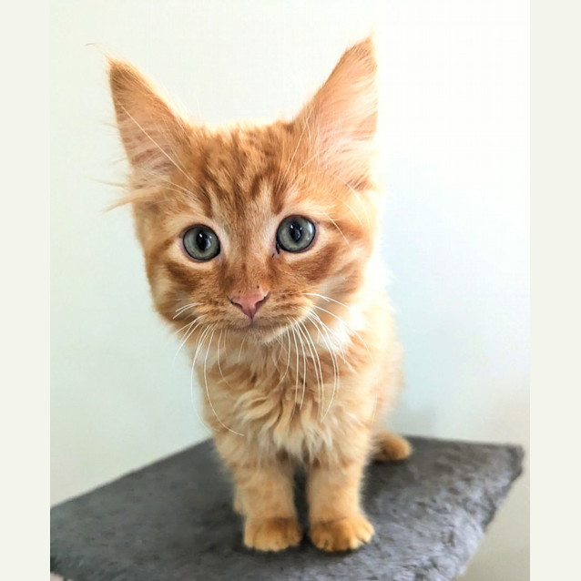 Photo of Niko