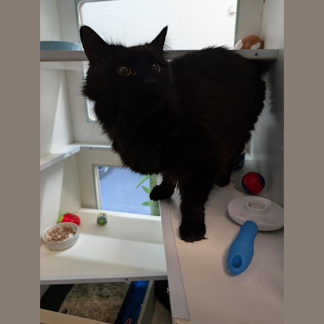 Photo of Prickle