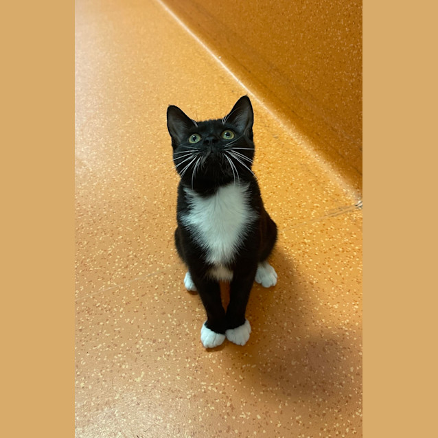 Photo of Jazzie